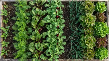 Root Vegetable Companion Plants: Best Pairs & What to Avoid